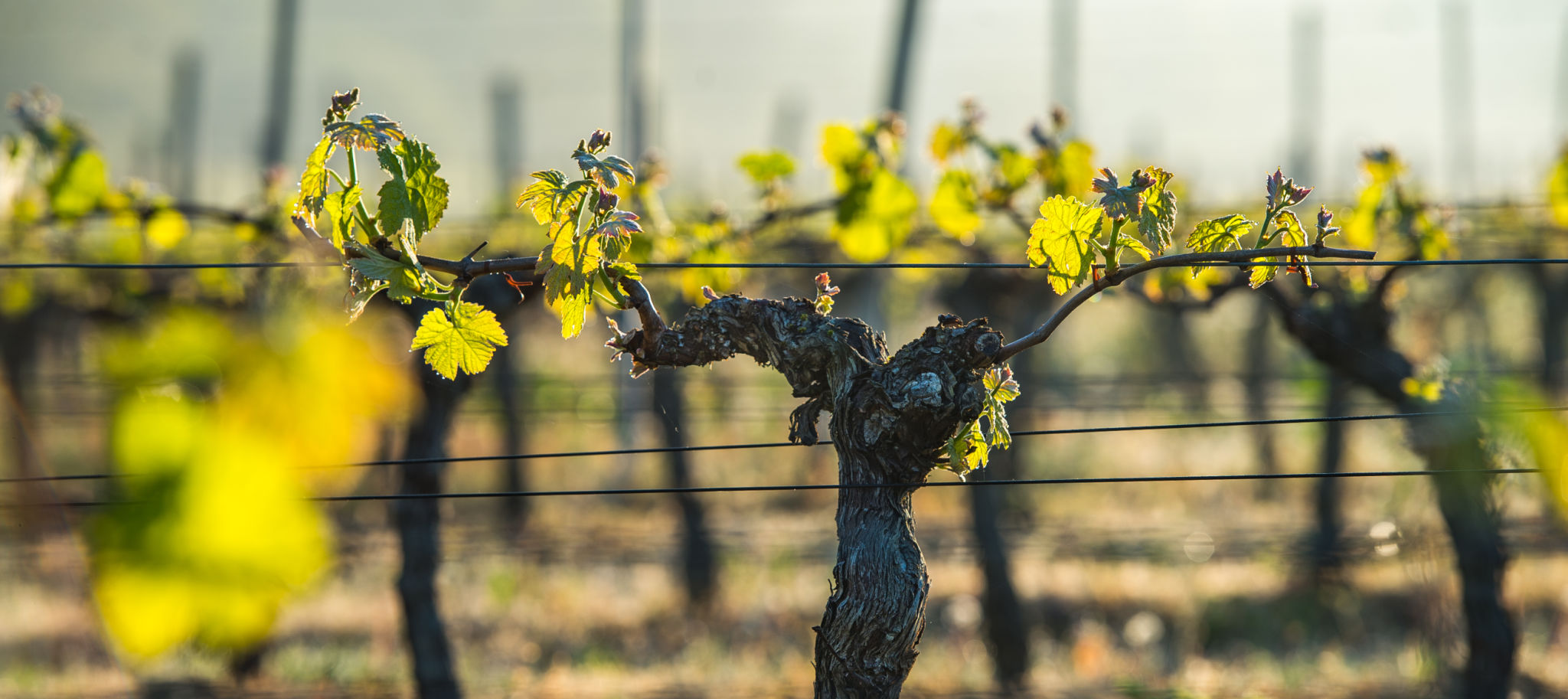 bordeaux spring