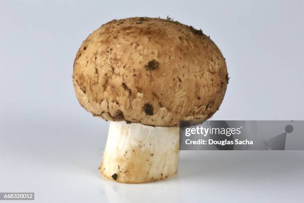 65 Cremini Stock Photos, High-Res Pictures, and Images - Getty Images