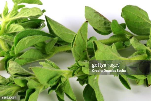 close-up of freshly picked oregano plant (origanum vulgare) - origanum stock pictures, royalty-free photos & images