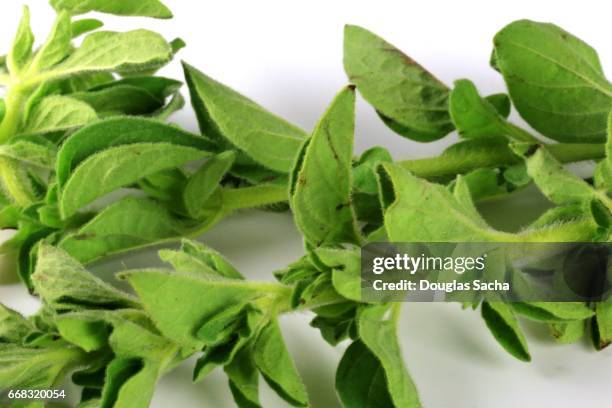 close-up of freshly picked oregano plant (origanum vulgare) - origanum imagens e fotografias de stock