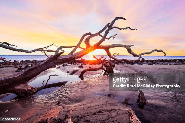 driftwood sunrise - driftwood stock pictures, royalty-free photos & images