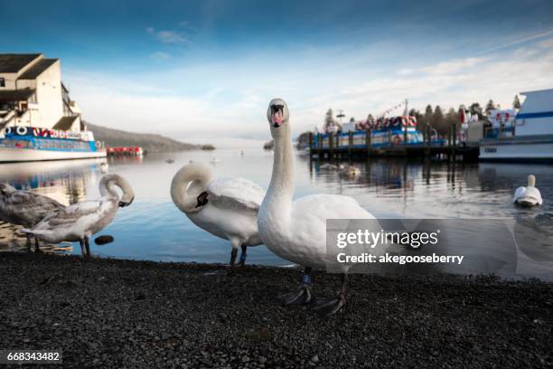 view of swans in lake windermere at bowness lake district national park cumbria england - bowness on windermere stock pictures, royalty-free photos & images