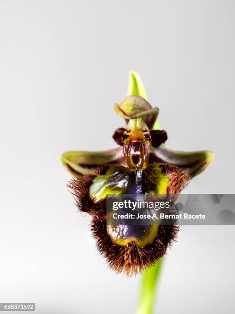 close-up of branch of orchids (ophrys cymbidium) , studio shot on a white background cut-out - cabeza de flor foto e immagini stock
