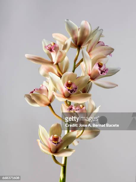 branch of orchids (ophrys cymbidium) , studio shot on a white background cut-out - frescura stock-fotos und bilder