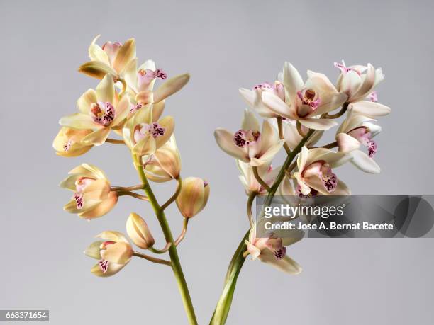 branch of orchids (ophrys cymbidium) , studio shot on a white background cut-out - frescura stock-fotos und bilder