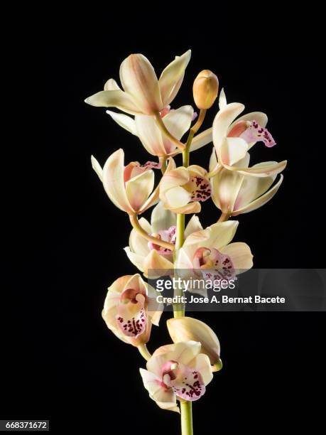 branch of orchids (ophrys cymbidium) , studio shot on a black background cut-out - naturaleza muerta imagens e fotografias de stock