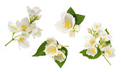 Jasmine flower isolated on white. without shadow