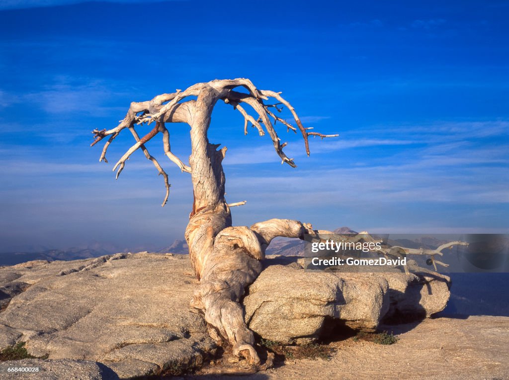 Sentinel Dome Tree Jeffrey Pine On Yosemites Sentinel Dome High-Res Stock Photo - Getty Images