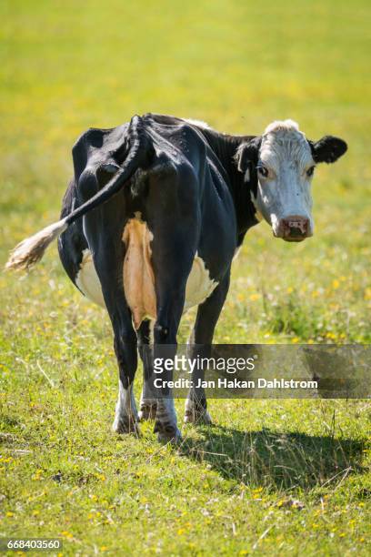 cow on meadow wagging her tail - vache noire et blanche photos et images de collection