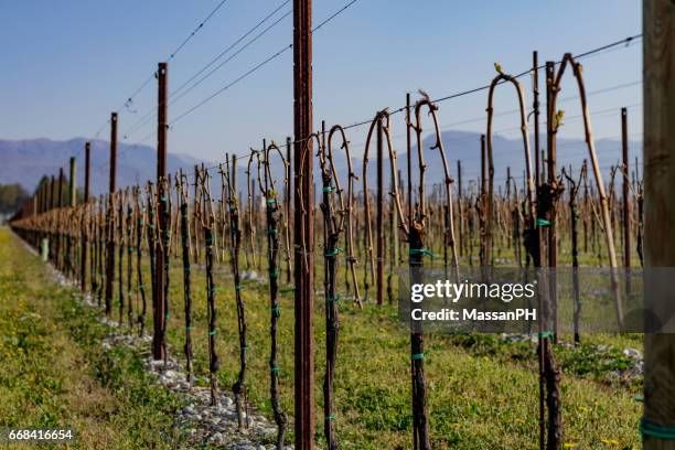 rows of grapevines - spilimbergo stock pictures, royalty-free photos & images