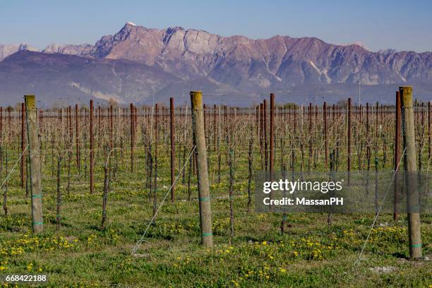 rows of grapevines - spilimbergo stock pictures, royalty-free photos & images