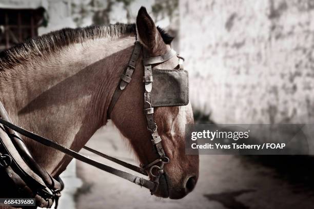 close-up of horse eye patch - one eyed stock pictures, royalty-free photos & images