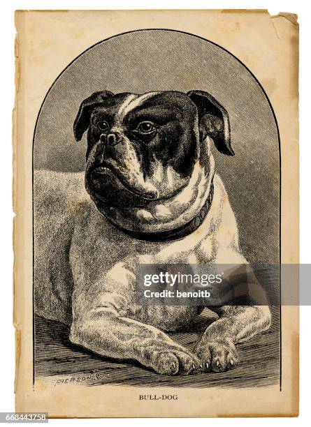 bulldog - pet stain stock illustrations
