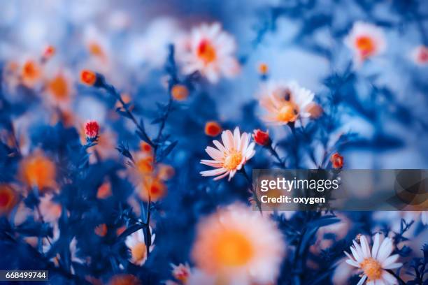 orange flower in blue background - dark blue flowers stock pictures, royalty-free photos & images