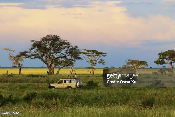 safari in serengeti national park - 坦桑尼亞 個照片及圖片檔