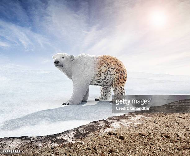 polar bear changing hair like a leopard - snow leopard stock-fotos und bilder