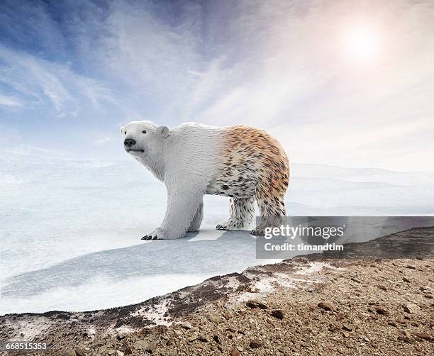 polar bear changing hair like a leopard - comportamiento de animal fotografías e imágenes de stock