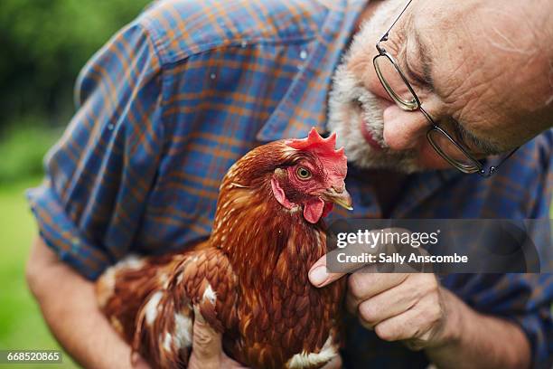 man looking after his pet chicken - chicken bird stock-fotos und bilder