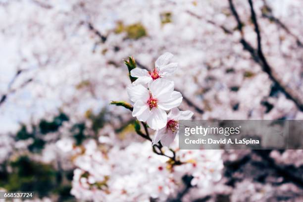 a lone yoshino cherry - okazaki stock pictures, royalty-free photos & images