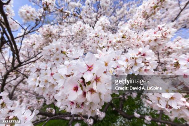 several bunches of yoshino cherry blossoms - okazaki stock pictures, royalty-free photos & images