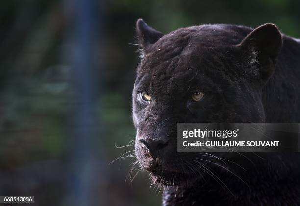 231 Black Panthers The Animal Photos and Premium High Res Pictures - Getty  Images