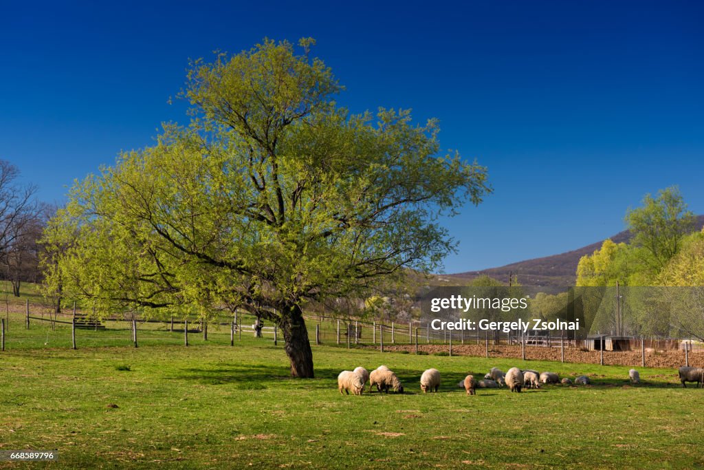 Lambs graze in the shade of a huge tree