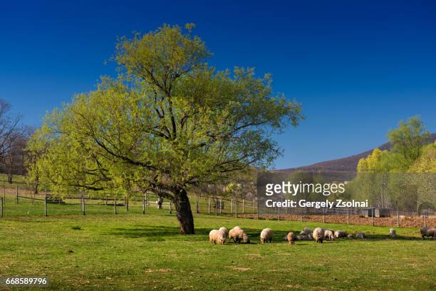 lambs graze in the shade of a huge tree - new zealand stockfoto's en -beelden