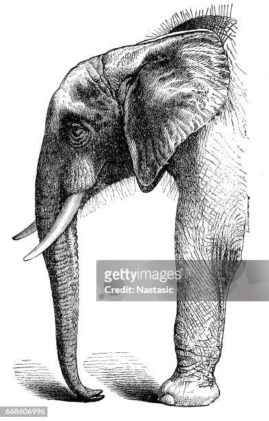 afrikanischer elefant - african print stock-grafiken, -clipart, -cartoons und -symbole