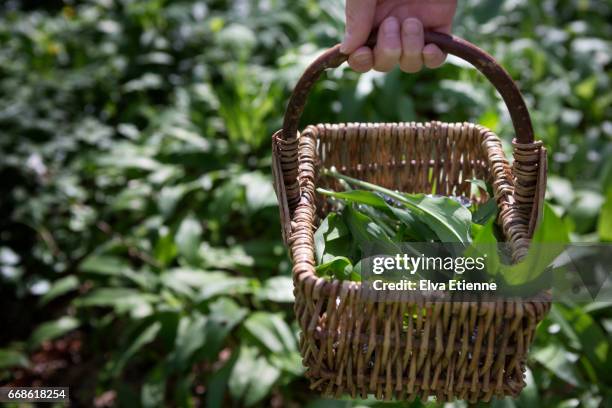 basket of wild garlic leaves, foraged from woodland - herb stock-fotos und bilder