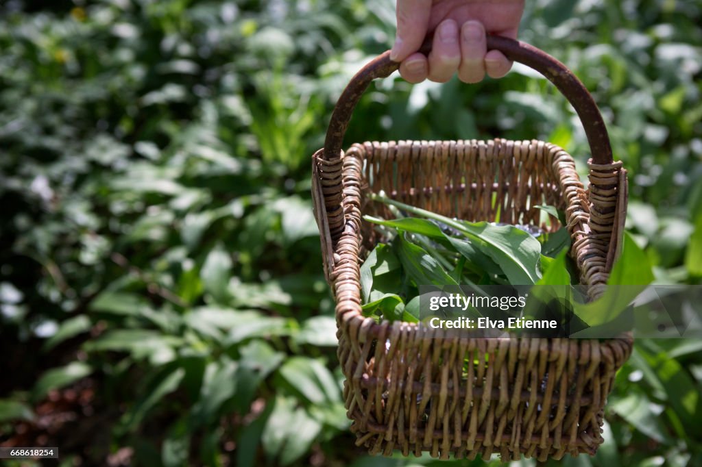 Basket of wild garlic leaves, foraged from woodland