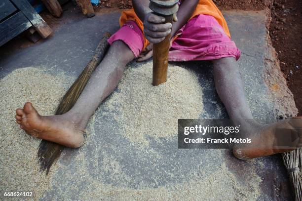 teenage girl pounding rice ( india) - adivasi stock pictures, royalty-free photos & images