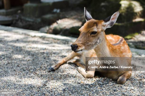 a japanese deer, shika, in an old shinto shrine, park area - tierkörper - fotografias e filmes do acervo