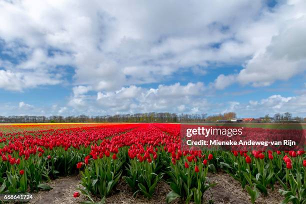 typically dutch landscape beauty in spring- flowering red tulips dominating the landscape. - zonder mensen stock-fotos und bilder