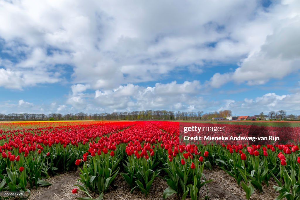 Typically Dutch landscape beauty in spring- Flowering red tulips dominating the landscape.