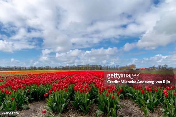 typically dutch landscape beauty in spring- flowering red tulips dominating the landscape. - landelijke scène - fotografias e filmes do acervo