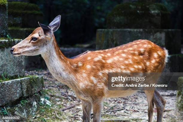 a japanese deer, shika, in an old shinto shrine, park area - tierkörper stockfoto's en -beelden