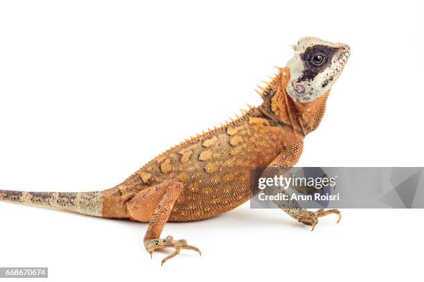 acanthosaura is a genus of lizards commonly known as mountain horned dragons, or pricklenape agamas. they are arboreal lizards found in southeast asia. they are m - pijnappelklier stockfoto's en -beelden