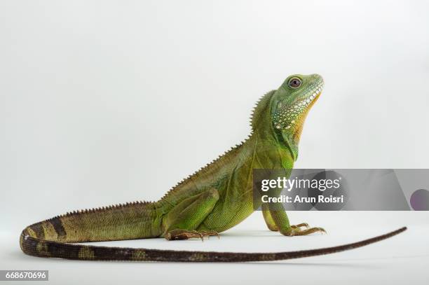 chinese water dragon ( physignathus cocincinusis ) a species of agamid lizard. it is also known as asian water dragon, thai water dragon, and green water dragon. - lizard stock-fotos und bilder