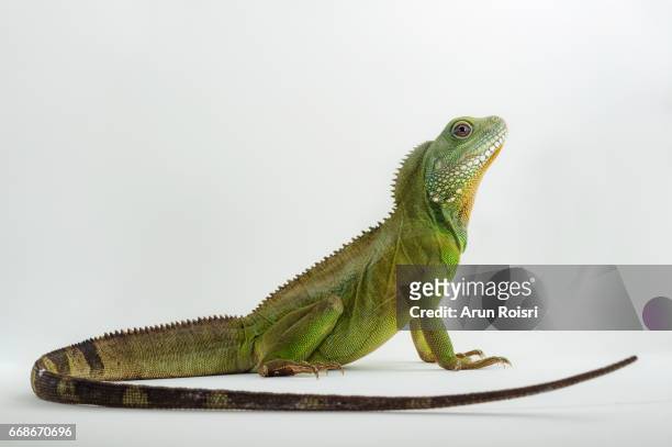 chinese water dragon ( physignathus cocincinusis ) a species of agamid lizard. it is also known as asian water dragon, thai water dragon, and green water dragon. - lizard stock pictures, royalty-free photos & images