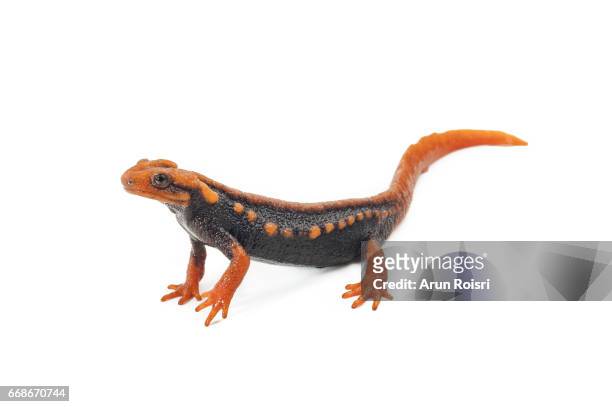 tylototriton uyenoi - crocodile salamander, himalayan newt - salamandra fotografías e imágenes de stock