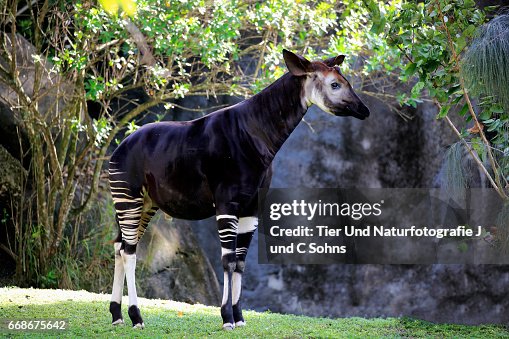 Okapi, (Okapia johnstoni) Okapi, (Okapia johnstoni)