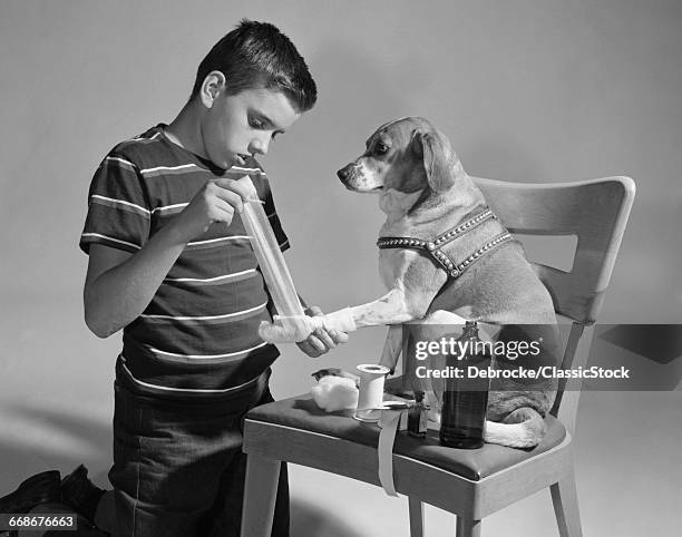 1950s DOG SITTING ON CHAIR WITH PAW BEING BANDAGED BY BOY