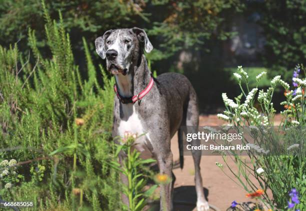 blue merle great dane standing in the flower garden facing forward - alano tedesco foto e immagini stock