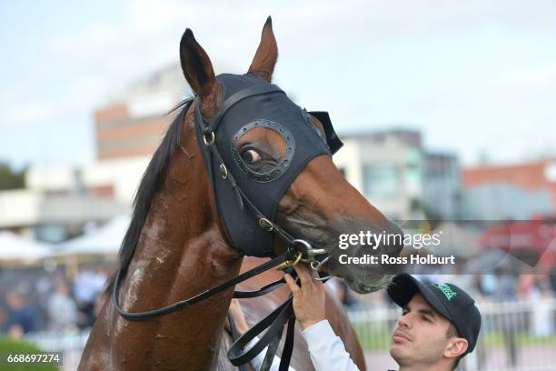 Boom Time after winning the Robert Taranto Handicap at Caulfield Racecourse on April 15, 2017 in Caulfield, Australia.