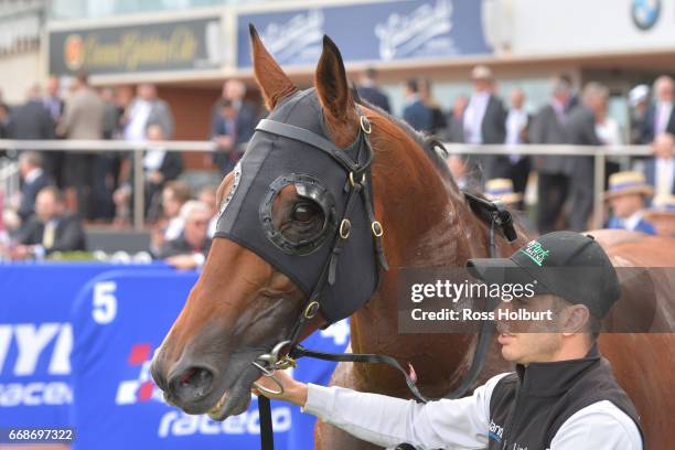 Boom Time after winning the Robert Taranto Handicap at Caulfield Racecourse on April 15, 2017 in Caulfield, Australia.