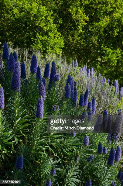 muscari flower - muscari armeniacum stock pictures, royalty-free photos & images