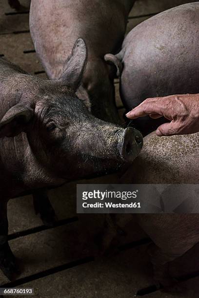 salamanca, spain, hand of pig farmer stroking the nose of an iberian pig in a factory farm - factory farming stock pictures, royalty-free photos & images