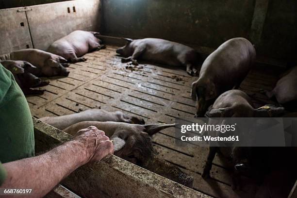 salamanca, spain, pig farmer watching his iberian pigs - factory farming stock pictures, royalty-free photos & images