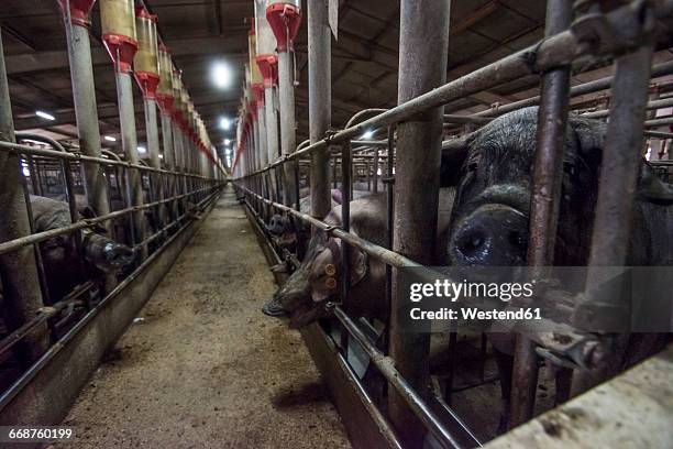 salamanca, spain, factory farm of iberian pigs - pigpen stock pictures, royalty-free photos & images