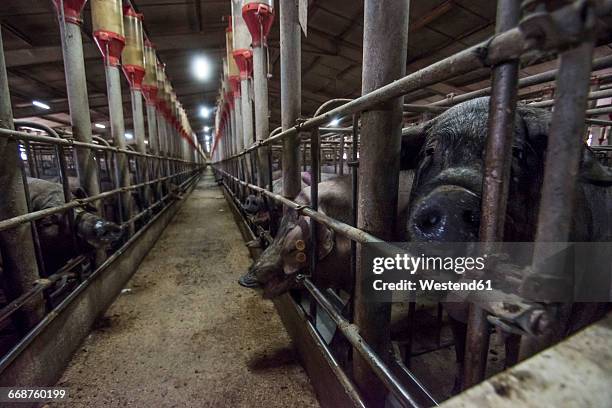 salamanca, spain, factory farm of iberian pigs - pocilga imagens e fotografias de stock